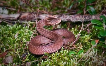 属蛇人用什么微信网名好