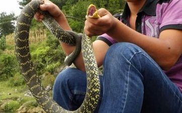 属蛇女眼睛美丽 属蛇女天然生成凤凰命