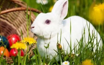 属兔供灯哪一层好 供灯时要留意什么事项