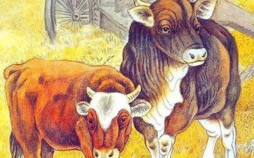 属牛的85年2021年桃花运怎样