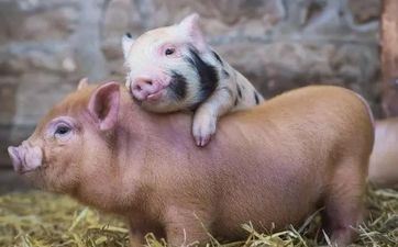 83年属猪女人合适什么生意