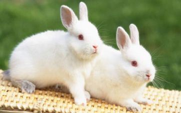 兔女2024年有添丁之喜吗 属兔女的运势