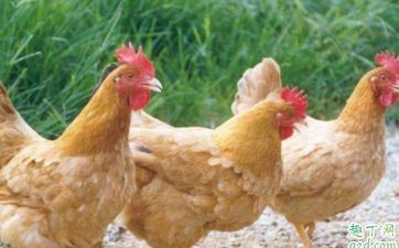 属鸡有没有横财 属鸡做什么生意发财