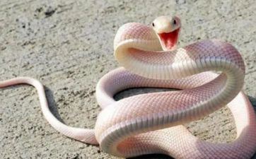 65年属蛇本年运势怎么