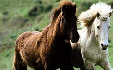属马女和属羊男般配吗