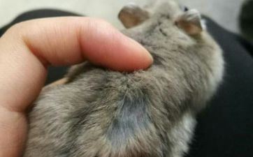 72年属鼠住5楼好不好 属鼠住几楼最吉祥