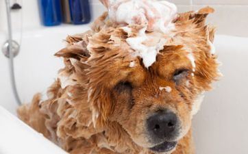 2024年注定拆不散属相配对 属狗排第几