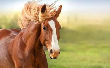 属马与属马婚配好吗 属马和属马的婚配好不好