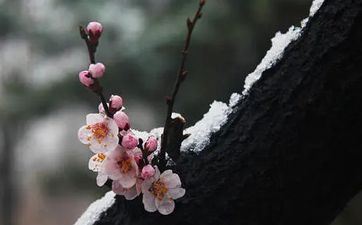 这些属相对你的爱永不价值降低