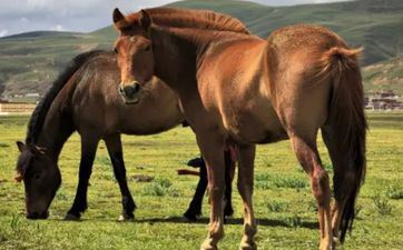 属马属相背面小人是谁 属马属相终身远离这个人