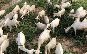 67年属羊男56岁命中注定2023(67年属羊人终身灾祸)