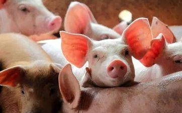 属猪男几点出世最好 在哪一天出世有好运