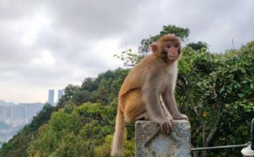 属猴不能吃狗肉 属猴的吃什么对财富好