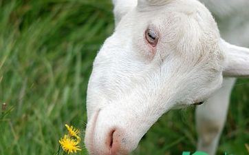 属羊不能吃什么 属羊人吃什么生果旺自己