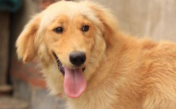 属狗的老板配什么属相职工会比较合拍