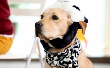 属狗的吉祥数字1982年 82年属狗最合适佩带什么