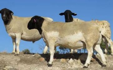 属羊能够开白色车 属羊的车上挂什么最好