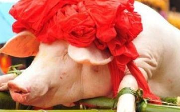 属猪的能够生虎宝宝吗 2023年有添丁之喜的属相