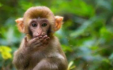 属猴供奉赵公明好吗 供奉时要留意什么