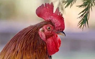 93年属鸡爸爸妈妈要个什么宝宝好 有什么考究