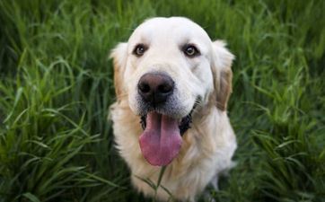 属狗的和什么属相最配 属狗的6合贵人