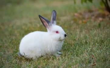 63年属兔女晚年好不好