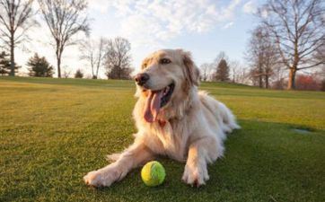 属狗男人和属龙女性般配吗