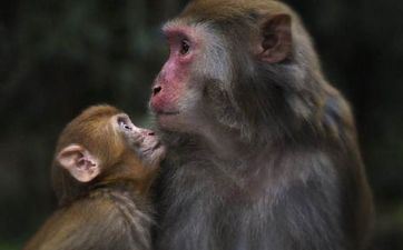 2024年属猴考公务员 属猴人2024年作业财气运势