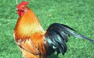 81年属鸡40岁今后走运是真的吗 2021年运势运程怎么