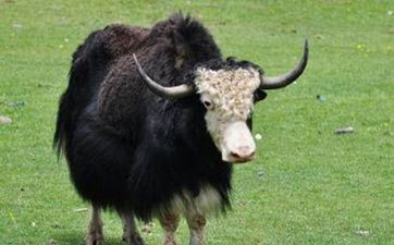 属牛的女人与属虎的男性在一起适宜吗