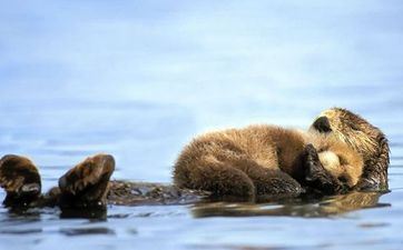 属猴的男和属马的女婚姻合不合 属鸡的和什么属相最配