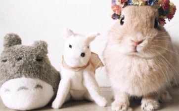 属兔的人不能养什么花 什么东西最旺属兔人