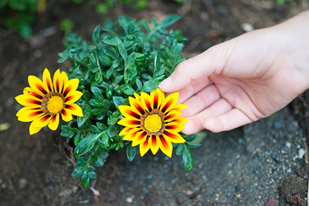 八字剖析伤官星喜见正官星的几种或许