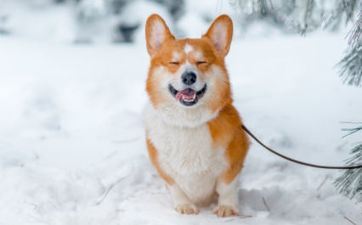70年属狗男终身有几回婚姻，婚姻状况怎么