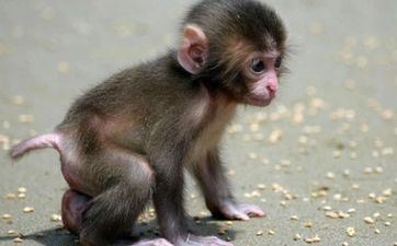 属猴怎么稳住现有财富不破产