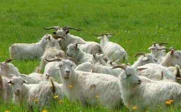 受了情伤的属羊女怎么发泄