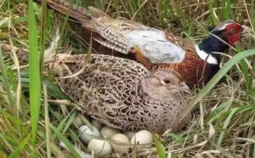 1981属鸡走大运在哪一年