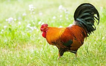 属鸡人的婚姻和命运,命好吗