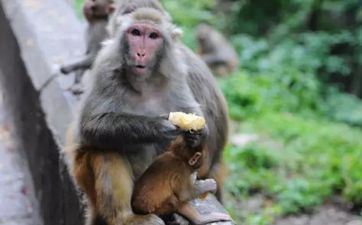 属猴出世2025几岁了 56年属猴2025年运势及运程