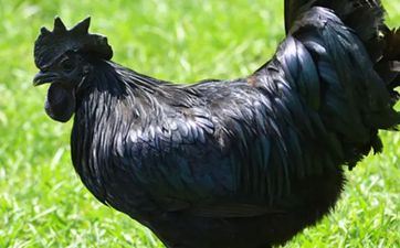 属鸡的人合适佩带什么饰品