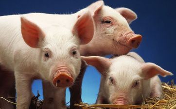 属猪出世好日子 几点出世最好