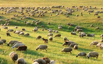 阴历9月出世属羊人命好吗