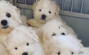 属狗合适养什么花