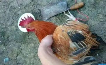 69年属鸡的六亲难靠是真的吗，是什么原因导致的