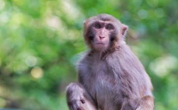 属猴人用什么微信网名好