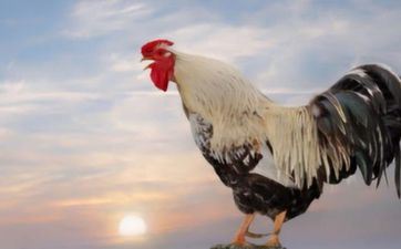 下半年能给属鸡带来好运的贵人属相