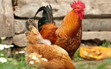 属相鸡2025年几岁了 69年属鸡女在2025年的全年运势