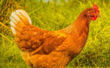 女鸡男鼠在一起般配吗，婚姻适宜吗？