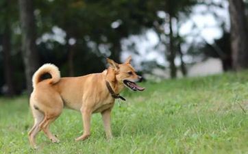 水狗几月出世命好