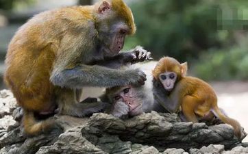 属猴的人最厌烦什么